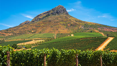 Study Abroad | Stellenbosch Featured Image