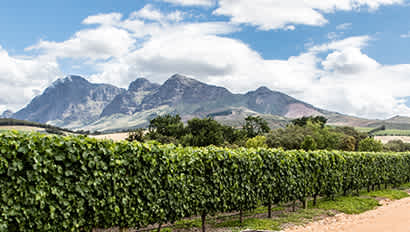 Study Abroad | Stellenbosch Featured Image
