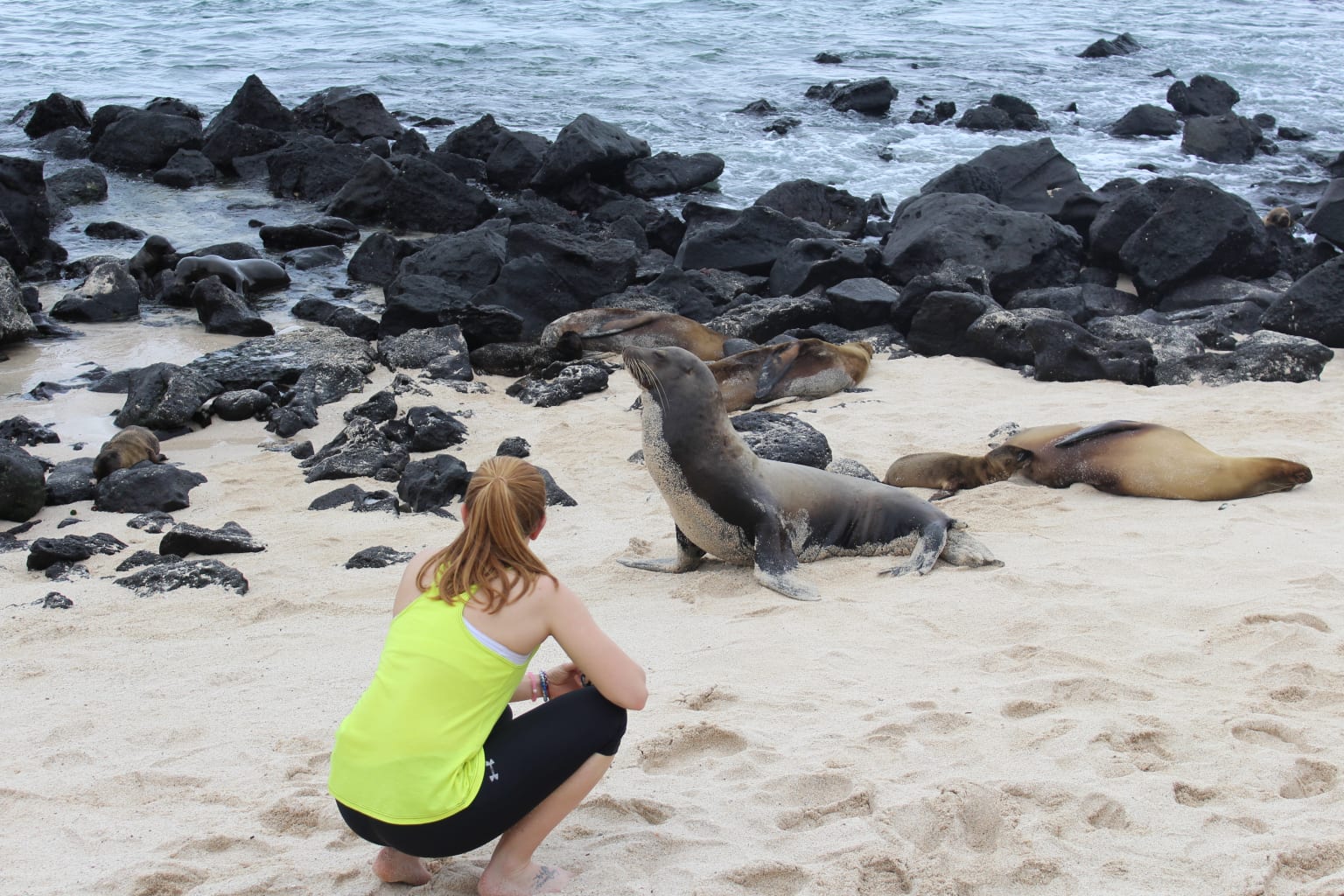 A student observing a seal on a beach in Ecuador.
