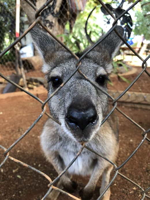 A kangaroo poking its nose through a fence.