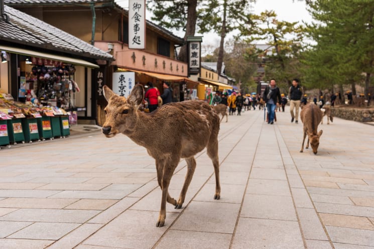 A deer on a street in Nara, Japan.