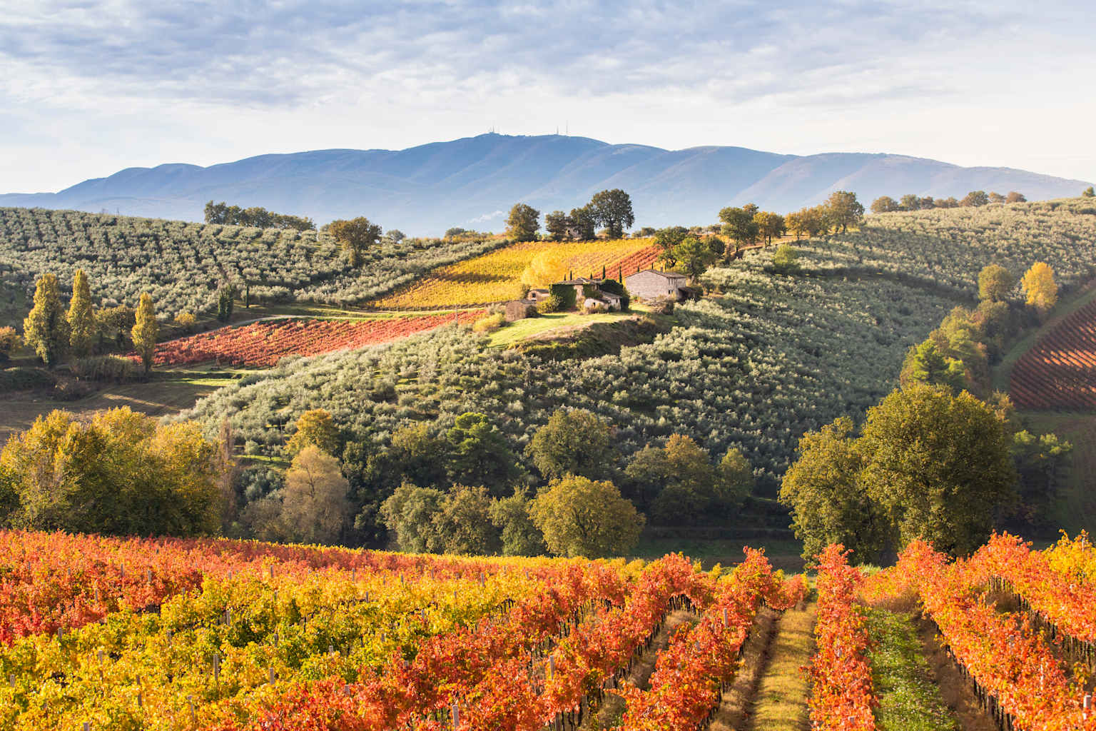 Vineyard.