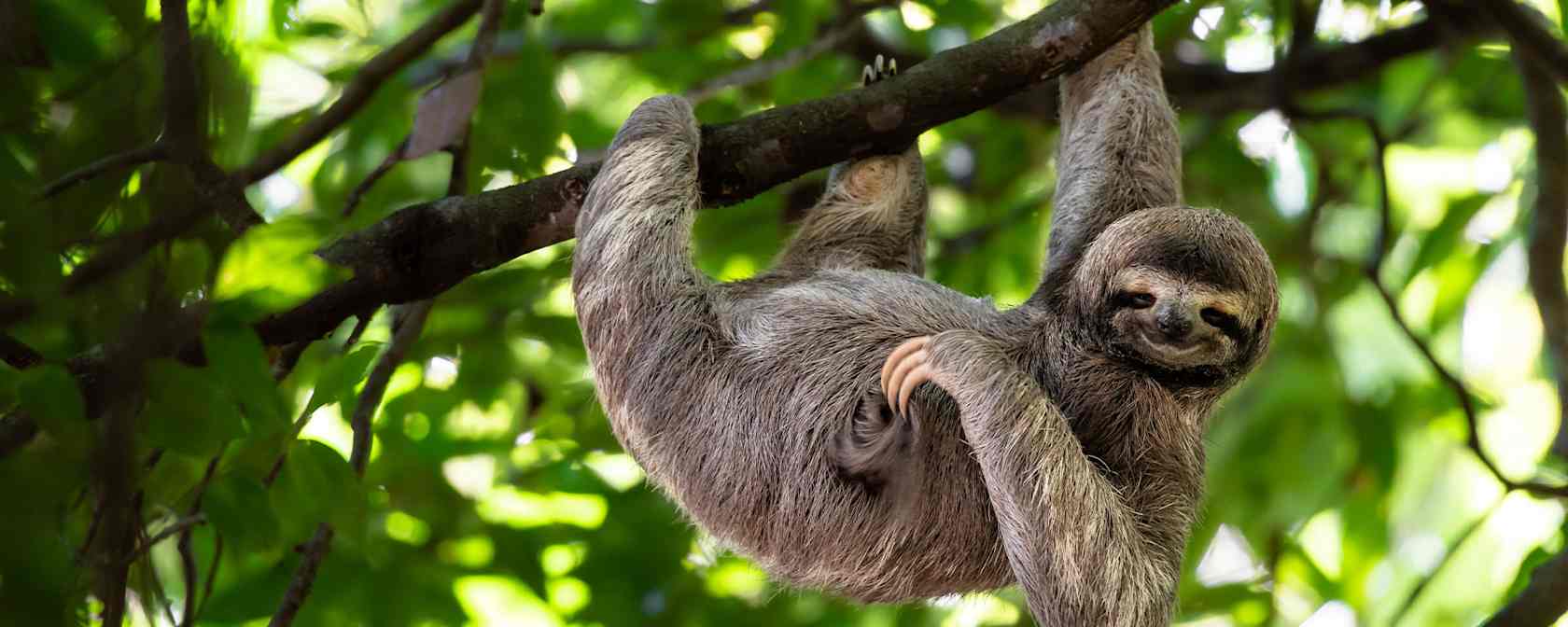 Sloth in Costa Rican rain forest.