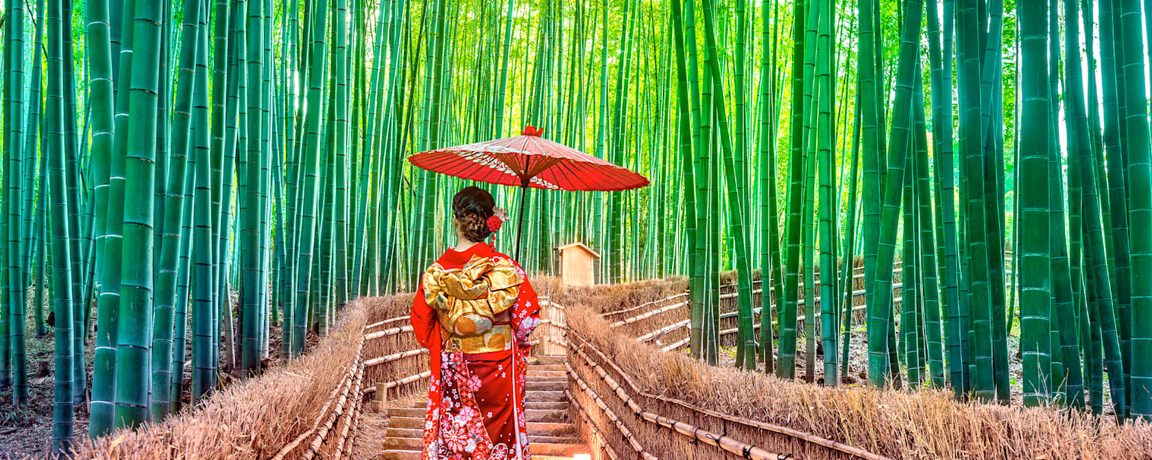 Bamboo forest in Japan.