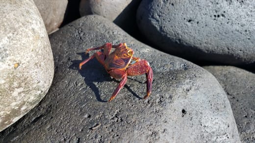A red crab on a rock in the Galapagos Islands.