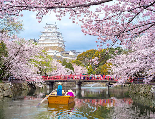 Cherry blossoms in Japan.