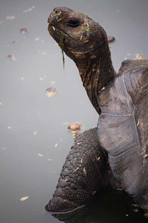 A turtle in the Galapagos Islands.