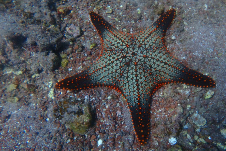 A starfish on a rock.