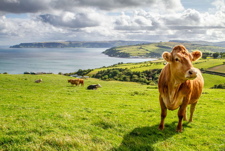 A cow on a farm in Ireland.