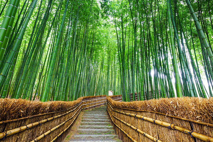 A bamboo forest in Japan.