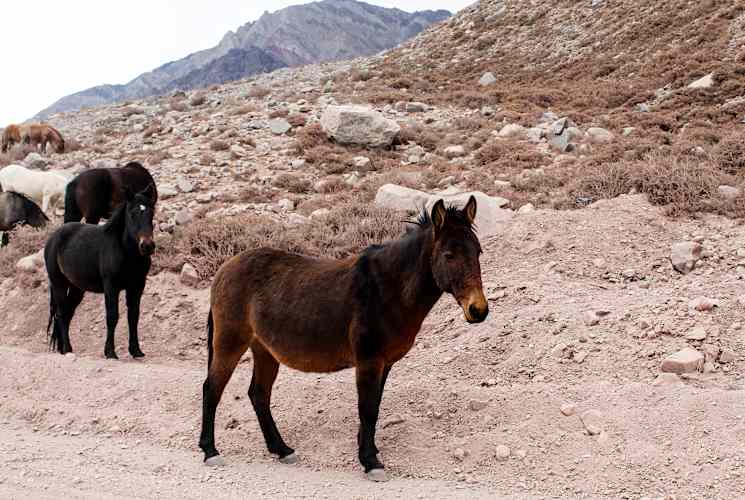 Donkeys on a trail.