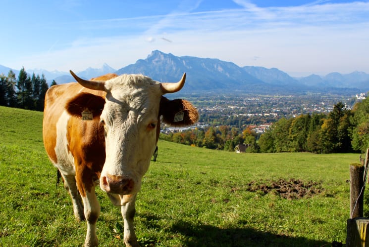 A cow in a field.