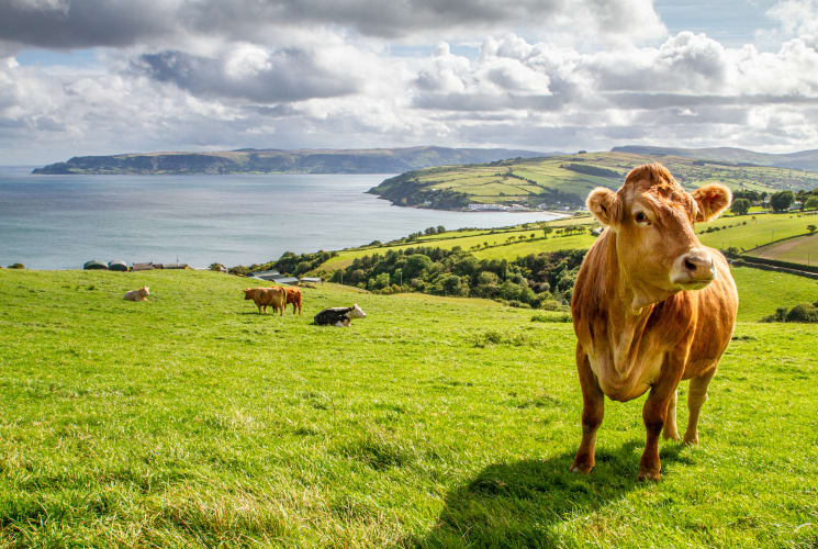 A cow on a farm in Ireland.