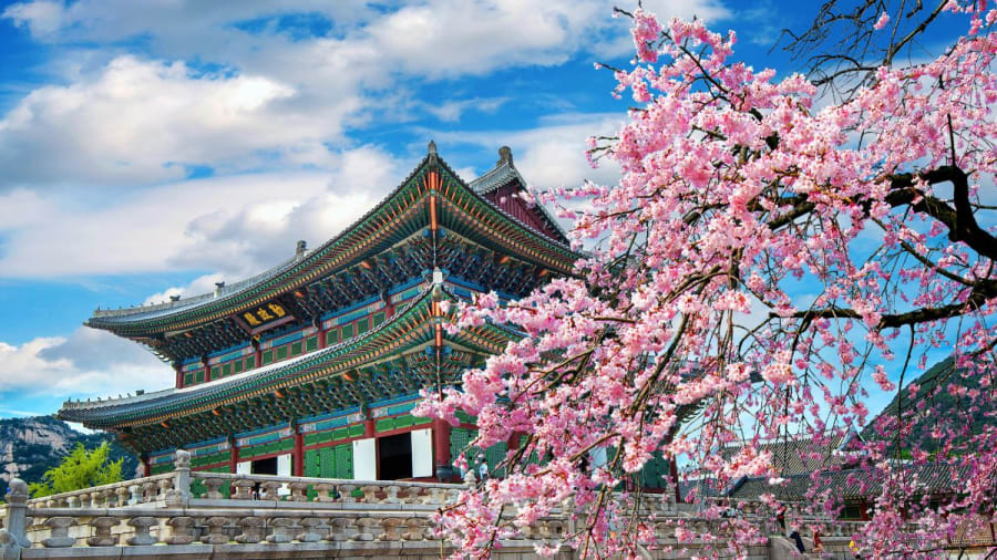 Building in Seoul, South Korea with cherry blossom tree